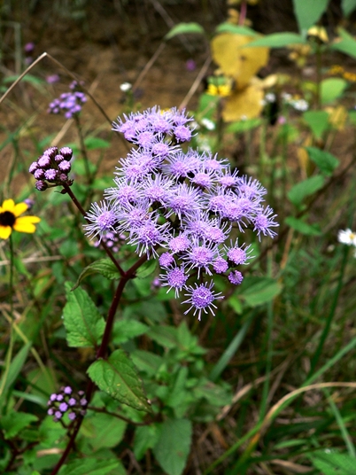 {Conoclinium coelestinum}